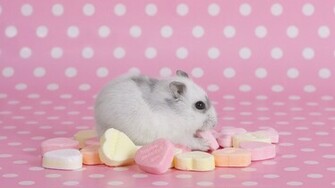 Hamster Wallpaper HD