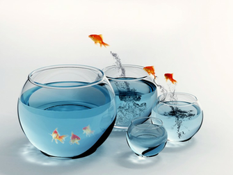 Wallpaper U 3d Amazing Gold Fish HD