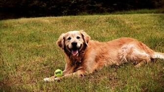 Golden Retriever Wallpaper