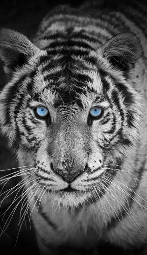 Awesome Looking Tiger Those Blue Eyes Are Simply Beautiful Pet