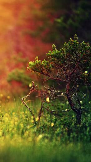 Mystical Sunshine Nature iPhone 5s Wallpaper