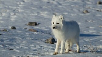 Arctic Fox Wallpaper