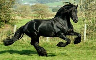 Black Mustang Horse Wallpaper