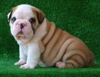 Cutest English Bulldog Puppies Photos All Pictures M5x Eu
