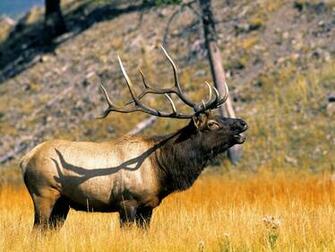 Yellowstone Tourism Making The Most Of Your National