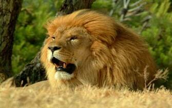 Best Desktop HD Wallpaper Lion