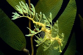 Seahorse Computer Wallpaper Desktop Background Id