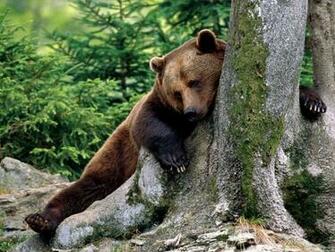 Brown Bear Wallpaper Pets Cute And Docile