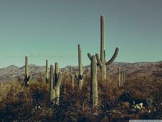 Saguaro National Park East Arizona 4k HD Desktop Wallpaper For