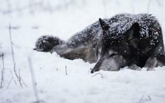 Snow Animals Dogs Wolves Wallpaper