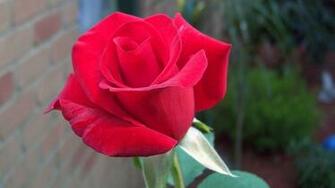 Wallpaper Red Rose Are In Different