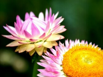 Flower Power Wallpaper By Superjuju29