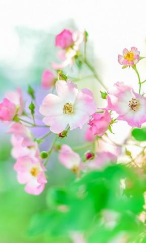 Summer Plants Blur Portrait Flowers Wallpaper