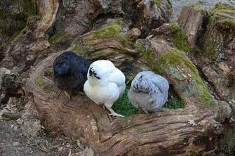 HD Wallpaper Hen Peck Rump Bird Animals In The Wild Animal