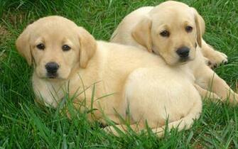 Labrador Retriever Full HD Wallpaper And Background