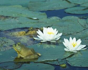 Animals Wallpaper Apple Mac Desktop HD Frog Live