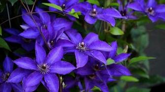 Clematis Wallpaper And Background Image Net