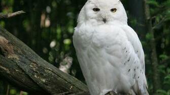 Birds Owls White Owl HD Wallpaper Of