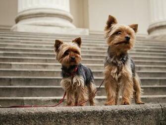 Yorkshire Terrier Wallpaper HD
