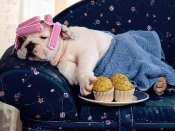 All Wallpaper Funny Dogs For