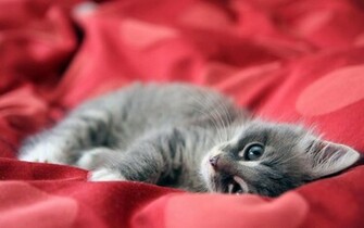 Cute Kitty Wallpaper Cats