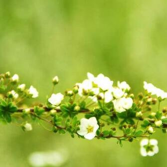 Spring Arch iPad Air Wallpaper iPhone