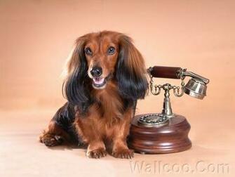 Dachshund Puppy Wallpaper Vol Lovely