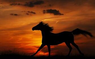 Sunset Horse Wallpaper Full HD Pictures