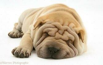 Shar Pei Puppy HD Wallpaper Dogs Corgi Daschund Schnauzer