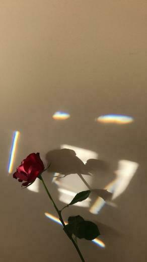 Simple And Aesthetic Rose Flower iPhone Phone Wallpaper With
