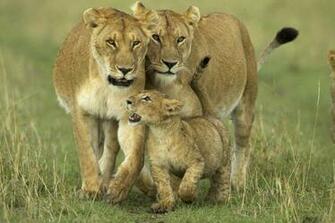 African Animal Pictures