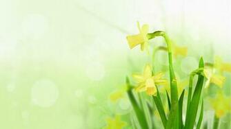 Daffodil Wallpaper Net
