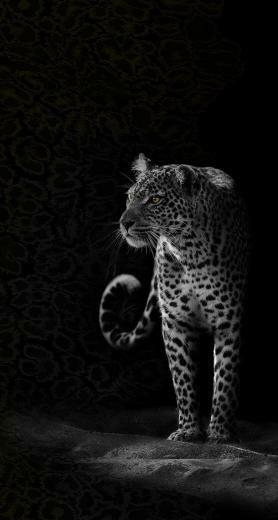 Image About iPhone Wallpaper Black