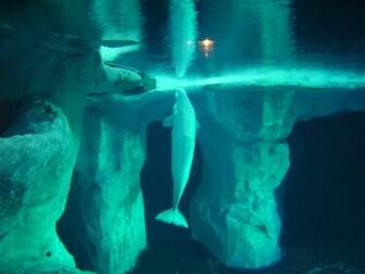 Beluga Whale Full HD Pics Wallpaper Amazing
