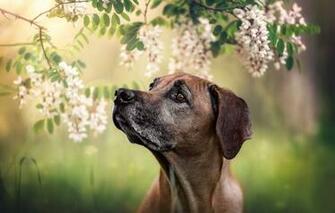 Wallpaper Face Branches Portrait Dog Flowers Bokeh Acacia