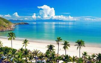 Rate Select Rating Give Beach Palm Trees