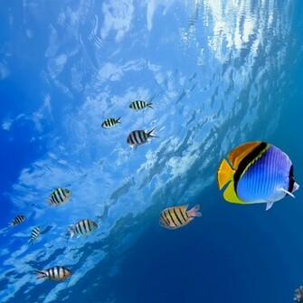 Underwater Tropical Fish iPad Wallpaper iPhone