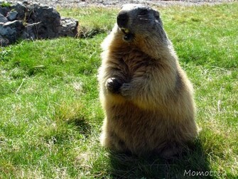 Displaying Image For Happy Groundhog Day Wallpaper