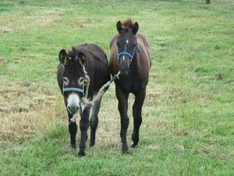 Donkey And Horse Wallpaper Image Pictures Photos