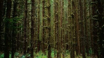 Creepy Forest Wallpaper