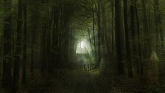 Category Nature HD Wallpaper Subcategory Forest