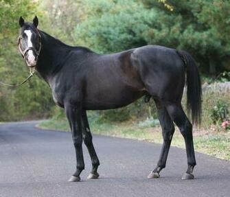 Thoroughbred Horse