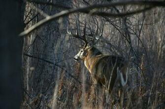 Monster Whitetail Deer Buck Wallpaper White Tail By