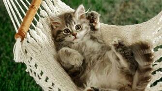 Cat Wallpaper Kitten Picture Desktop Background