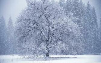 Snow Falling 4k HD Desktop Wallpaper For Ultra Tv