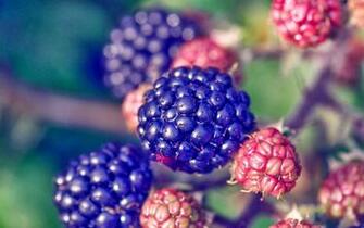 Blackberry HD Wallpaper Window Top Rated
