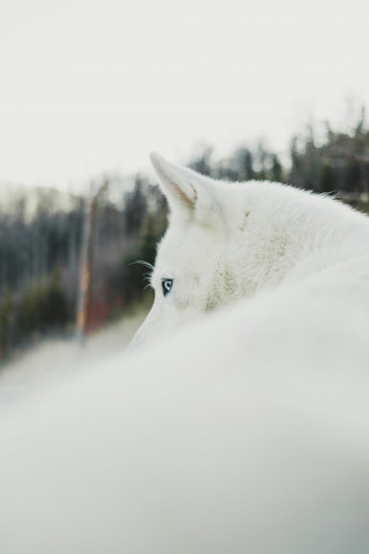 Dog Aesthetic Wallpaper