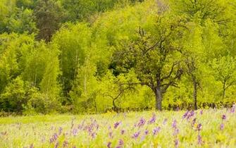 Summer Wildflowers Wallpaper Meadow Wildflower