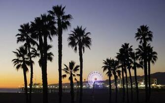 California Palm Trees Wallpaper