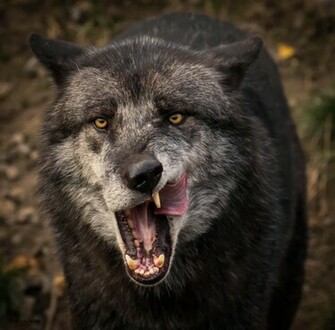 Gray Wolf High Quality And Resolution Wallpaper On